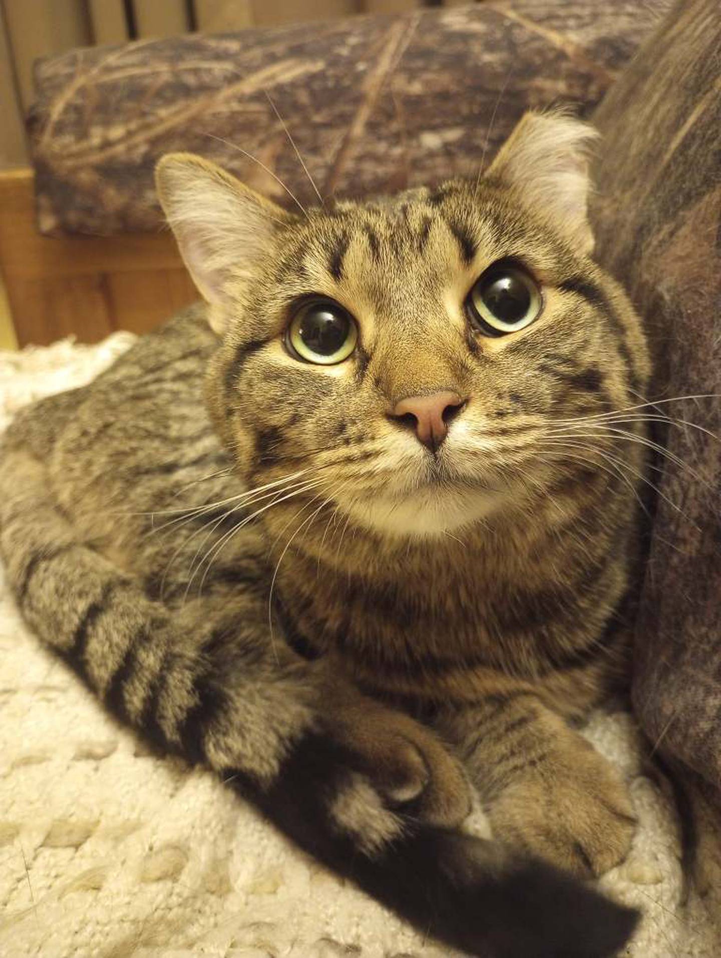 Ziggy is a gentle 7-year-old tabby who lost her previous adopter. She was scared and overwhelmed in the noisy shelter environment and is settling into a foster home, where she’s showing her sweet, affectionate personality. Although Ziggy’s shy, she loves to be held and petted and snuggling into her favorite blanket-lined box. Ziggy gets along with other calm, older cats but would also be content as the only pet in a quiet, loving home. To meet Ziggy, email Catadoptions@nawsus.org with any questions or to meet her. Visit nawsus.org.