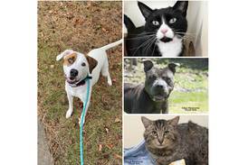 Pets of the Week: Dec. 11