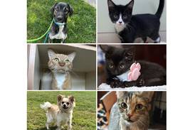 Will County Pets of the Week: Oct. 13, 2025