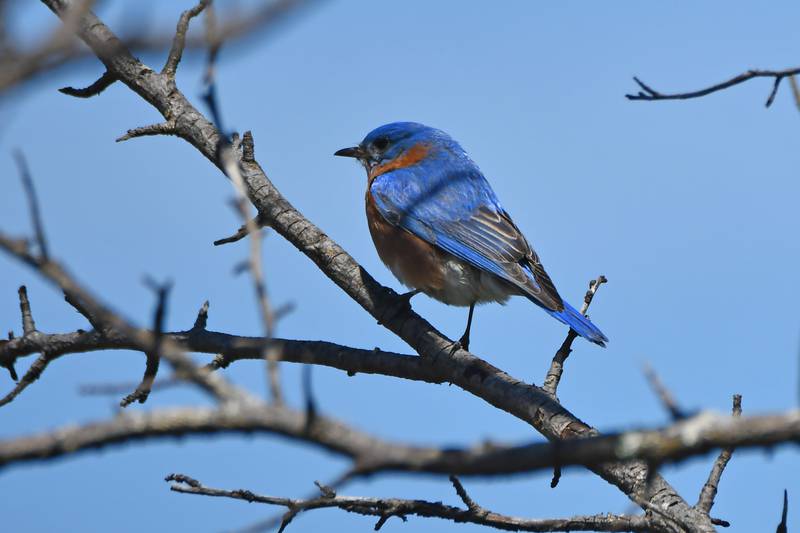 The Forest Preserve District of Will County will offer a Building a Bird-friendly Backyard Zoom webinar on Wednesday, Feb. 26, 2025.
