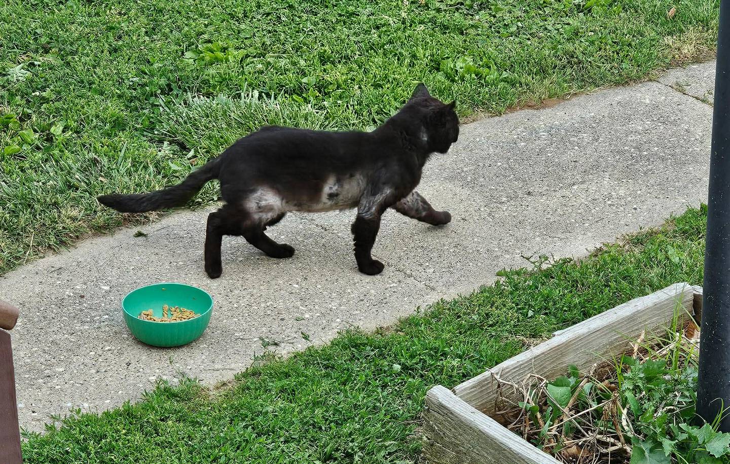 A feral cat before Trap-Neuter-Return (TNR), a program used to manage outdoor cat colonies by trapping feral cats, having them spayed or neutered, then returning them to their territory, where they can live out their lives without contributing to pet overpopulation.