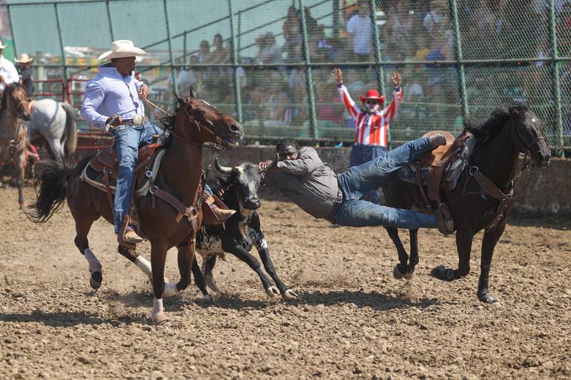 A rider jumps on a steer in the Steer Wrestling competition at the I.P.R.A. World Championship Rodeo the at the Will County Fair on Sunday, August 25, 2024 in Peotone.