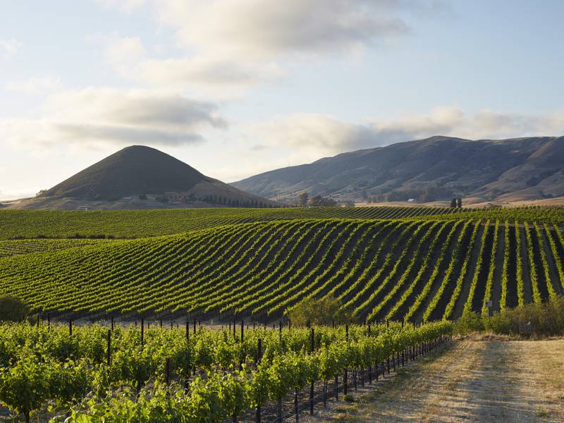 Uncorked: California’s Cadre Wines produces white wines of distinction