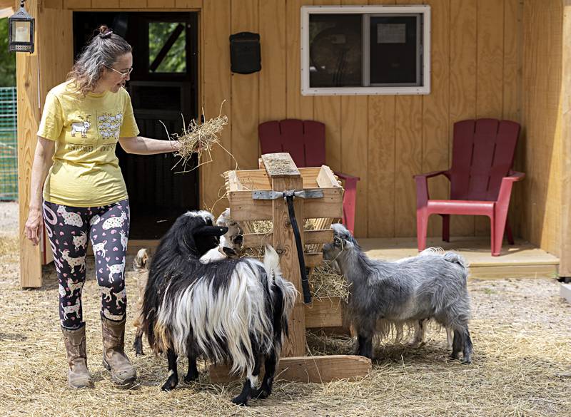Abby Sweeney brings straw to a herd of goats Tuesday, June 6, 2023 at her Sterling farm. Abby and husband Shawn have goats in their hearts and have been raising the curious and unique farm animals for years now.