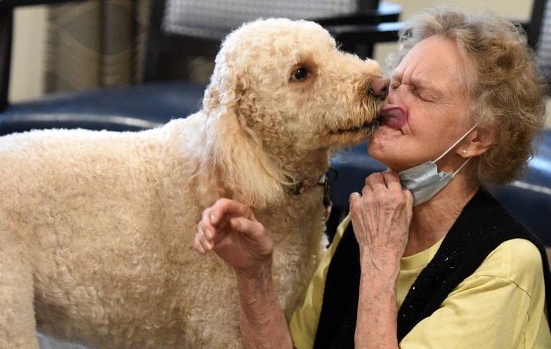 River Glen Senior Living Community resident Deedee Graber gets a big kiss from Piper, a 7-year-old Goldendoodle, during a visit from a trio of dogs from Anderson Human's Healing Paws program Tuesday. The program is a volunteer-based, animal-assisted therapy group.