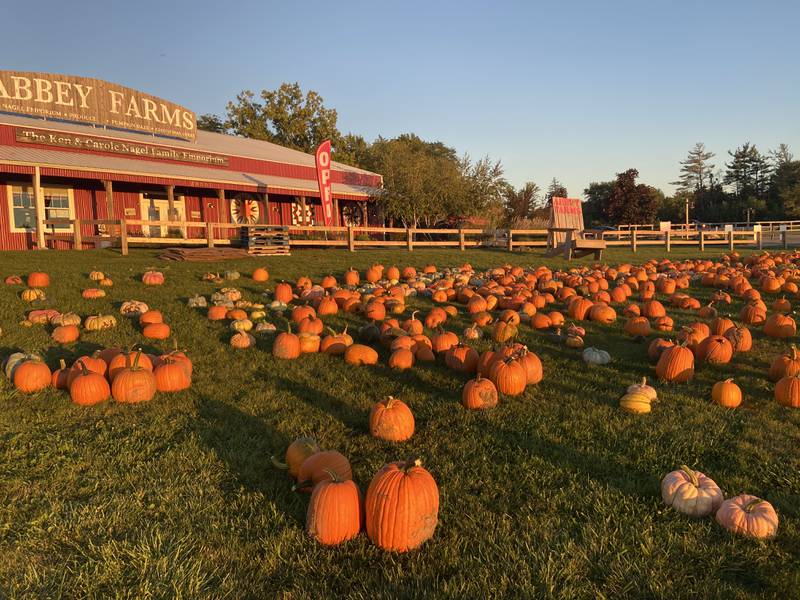 Abbey Farms in Aurora is marking 15 years of family fall fun when they open on Saturday, Sept. 16 for their annual Pumpkin Daze, according to a news release.
Located at 2855 Hart Road in Aurora, this family-friendly event and store features old- fashioned farm fun and is open from Saturday, Sept. 16 through Sunday, Oct. 29.