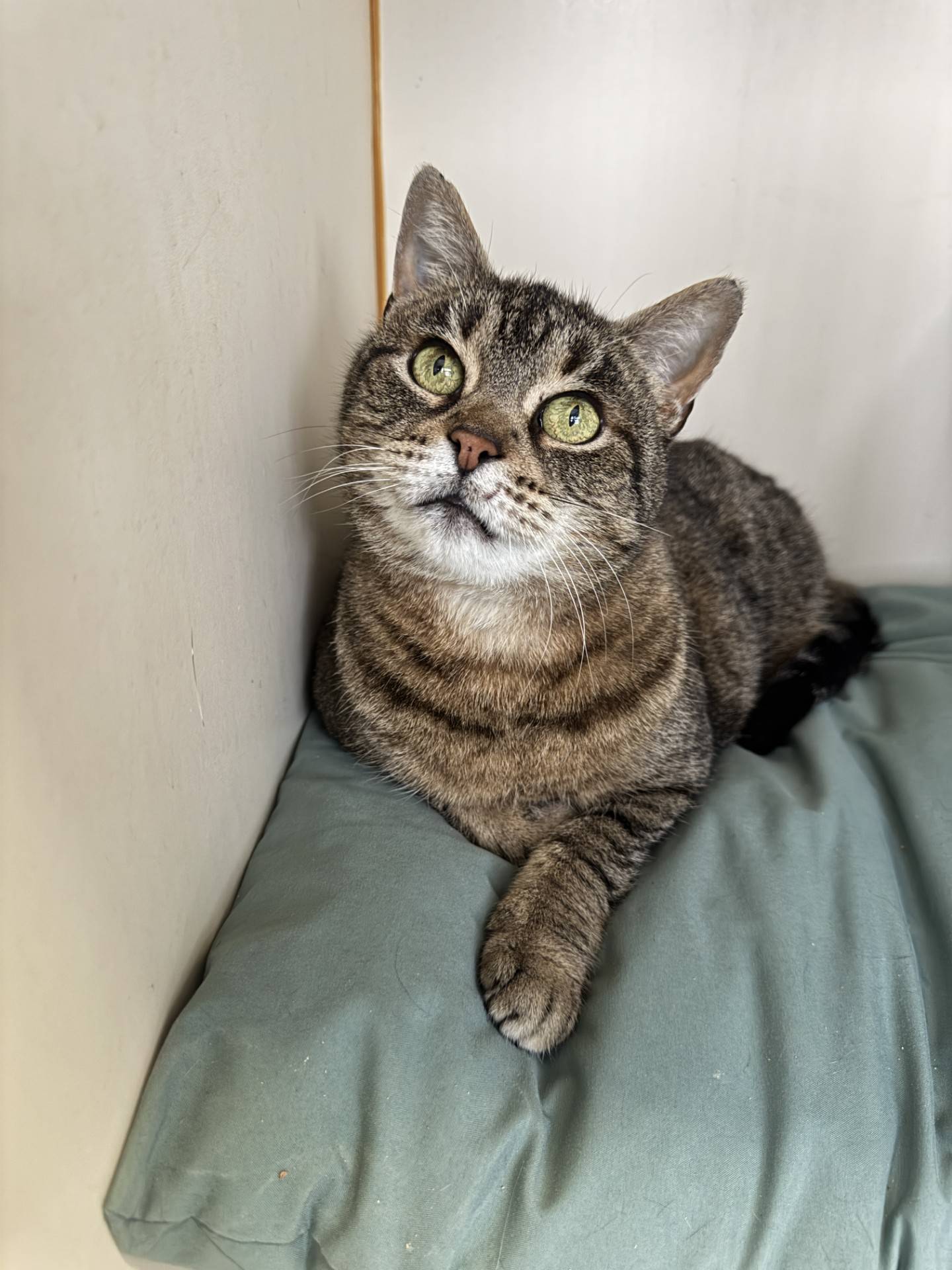 Gobble is 3-year-old tabby who was abandoned inside NAWS by her previous owners. Gobble is quiet and gentle. She enjoys pets and attention from people who stop to visit with her. She seems reserved – but that’s likely because she is still new and trying to understand and accept her new surroundings. Once she is back in a home, she will be a very loving companion kitty. To meet Gobble, email Catadoptions@nawsus.org. Visit nawsus.org.