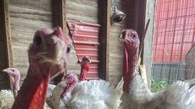 At Dixon’s Windsweep Farm, turkeys are more than Thanksgiving dinner   