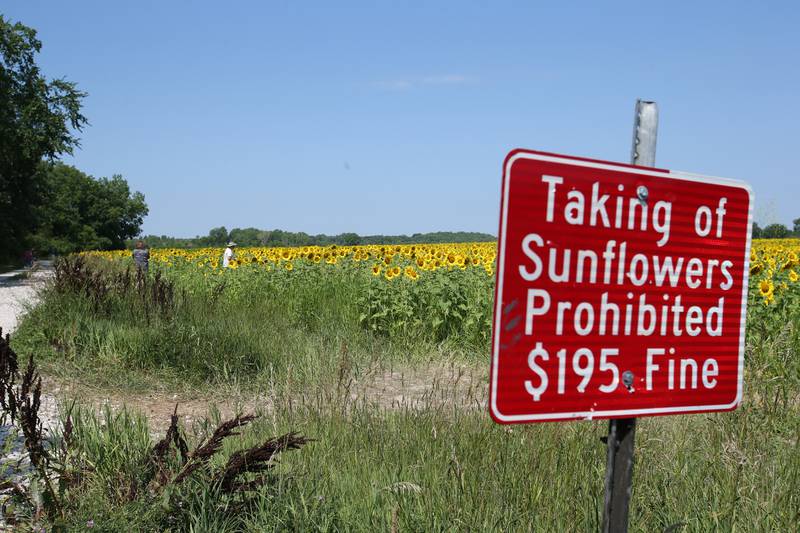 A sign reads "taking of sunflowers prohibited $195 fine" on the trail to the sunflower field on Tuesday, July 11, 2023 at Matthiessen State Park. Park staff has had problems in the past of visitors picking sunflowers. They are not to be removed and you will be fined if caught.