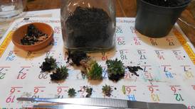 Down the Garden Path: DIY bottle terrariums make great projects, gifts