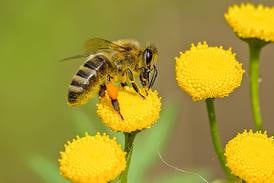 I-Pollinate training in Yorkville set for May 15