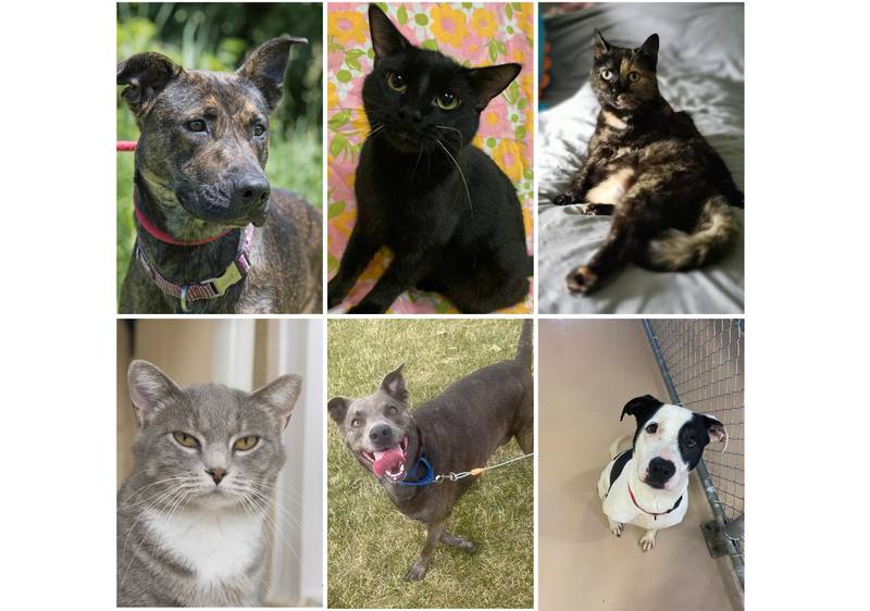 The Herald-News presents this week’s Pets of the Week. Read the description of each pet to find out about that pet, including where he or she can be adopted.