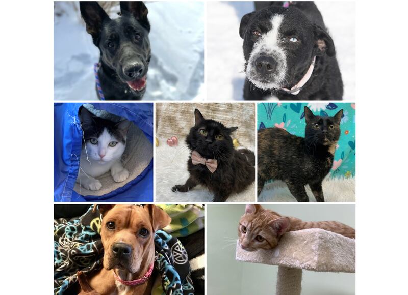 The Herald-News presents this week’s Pets of the Week. Read the description of each pet to find out about that pet, including where he or she can be adopted.