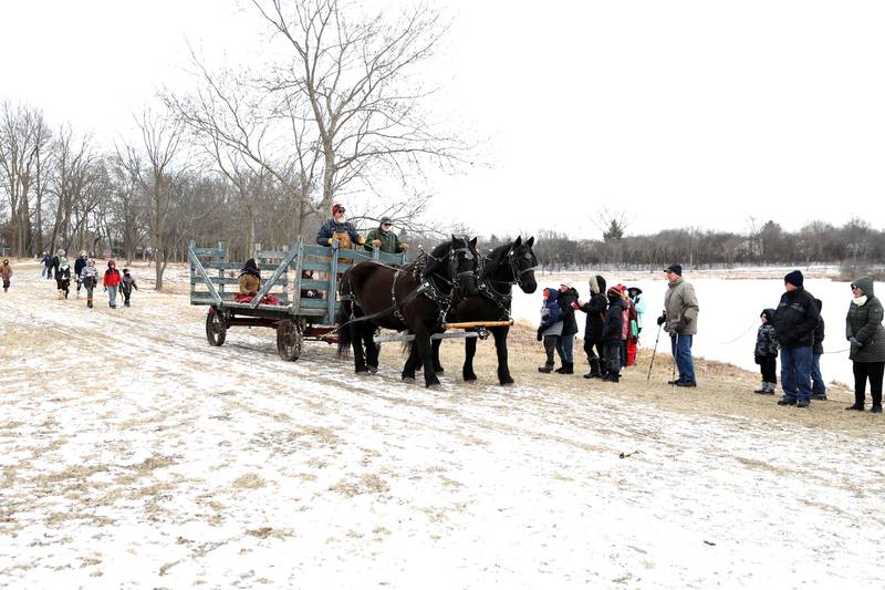A horse-drawn wagon is brought in to carry the ice harvested from Timber Lake at Kline Creek Farm on Friday, Jan. 24 2025 in West Chicago.