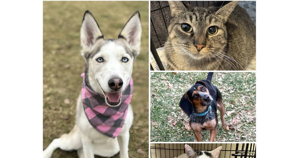 Will County Pets of the Week: Feb. 2, 2026