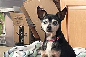 St. Charles woman rescues elderly, blind, deaf dog