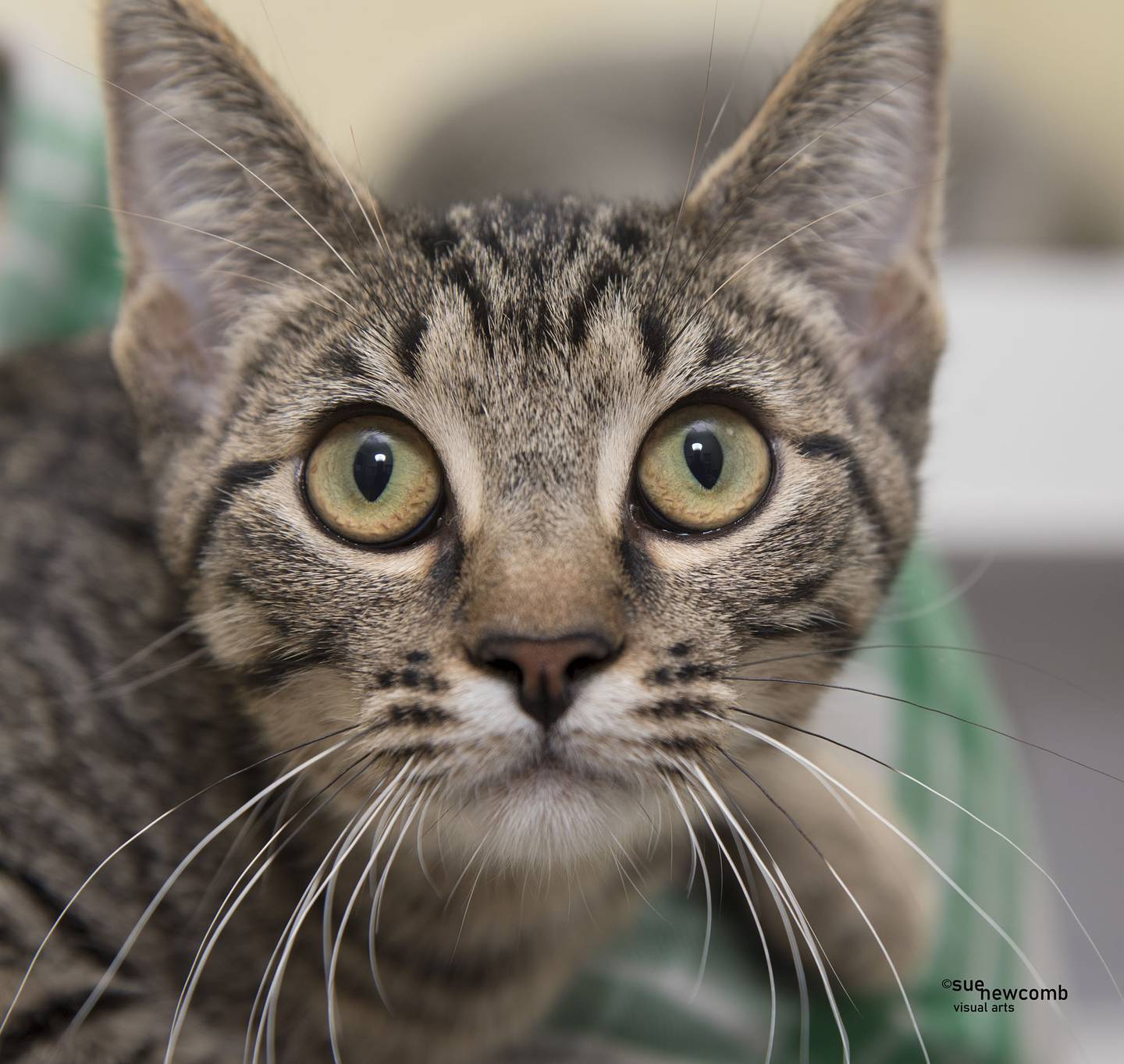 Carmen is a lovely tabby who came to the humane society from animal control. Because Carmen is shy, she needs time and patience in a quiet forever home. Contact the Will County Humane Society at willcountyhumane.com and follow the instructions for the adoption process.