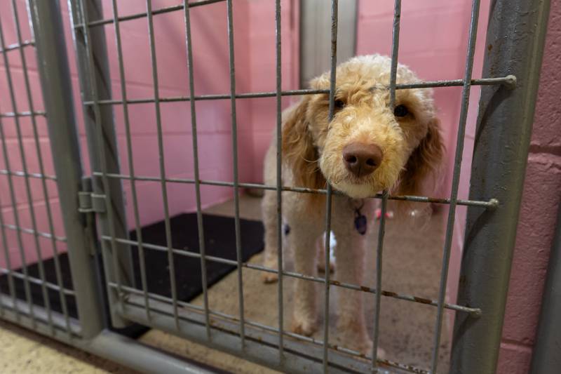 (Dog) Lexi sits in kennel on Friday, June 27, 2025 at Loch Countryside Kennel in Peru.