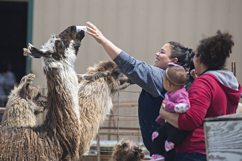Kelli Thompson of Coleta has a cup of food snatched away from her by a hungry llama Saturday afternoon. Next to the baby goats, the llamas seemed to be a fan favorite.