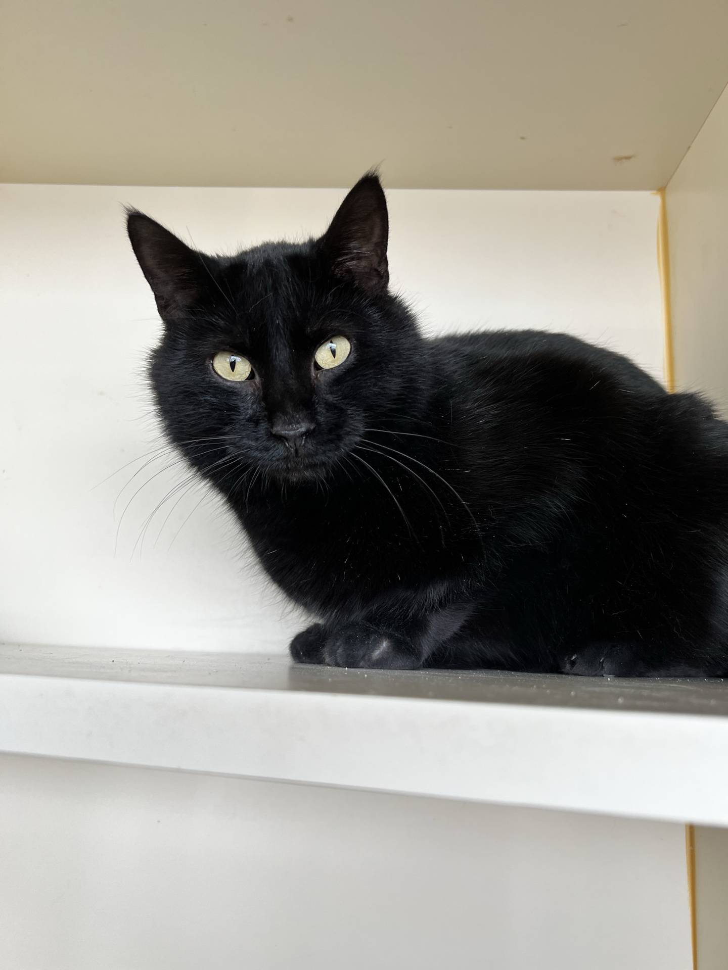 Four-year-old Mister Shadow was relinquished by his owner and needs new home. He is a gentle and calm and likes pets and attention. He is good with other cats and has a soft and sleek coat. To meet Mister Shadow, email Catadoptions@nawsus.org or call NAWS at 708-478-5102 to meet him.