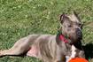 Easygoing, loving dog seeks forever family