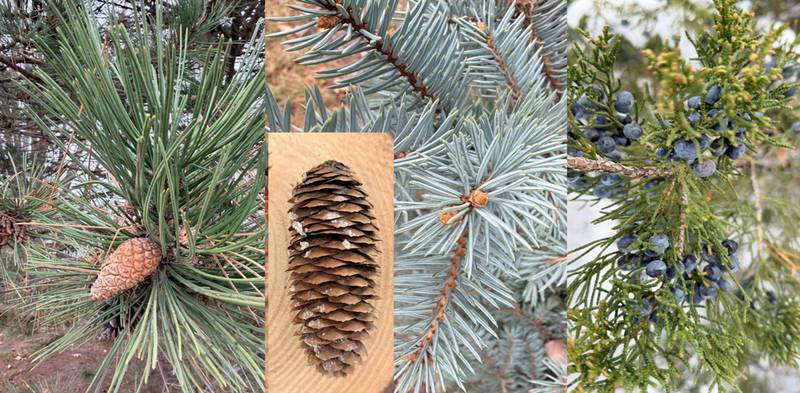 Austrian Pine with pine cone, Blue Spruce and cone, Juniper with “berries” cones.