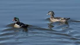 100th anniversary of Upper Mississippi River National Wildlife and Fish Refuge to be topic May 18