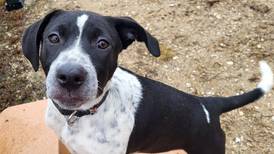 Playful pup ready to spice up forever family’s life