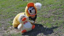 The Local Scene: Doggie Easter egg hunt in Shorewood