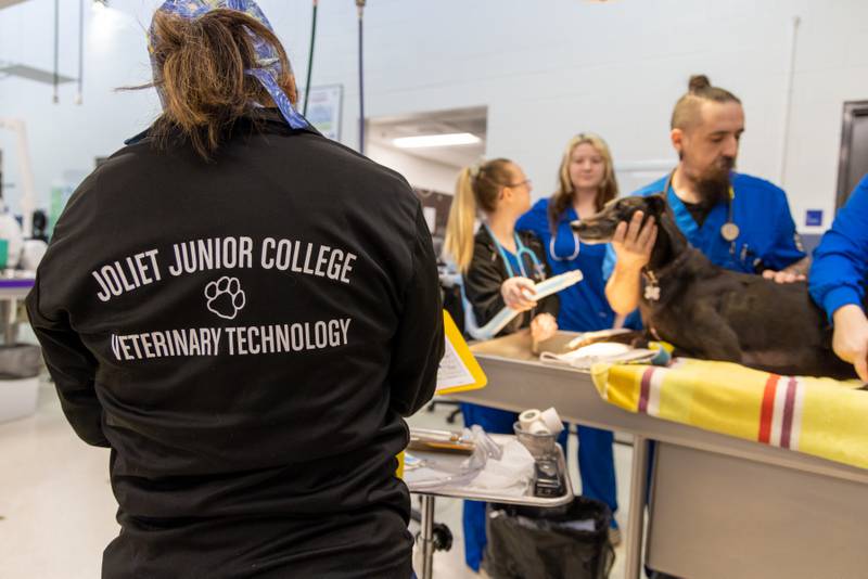 Students work with a dog at the Joliet Junior College Vet Tech program.