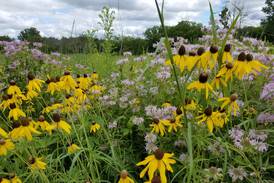 Will County forest preserves to use $100K donation for native plant garden, wetlands management