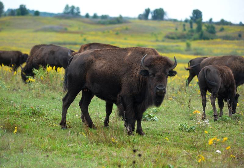 Bison tours were offered at  the Nachusa Grassland's during its Autumn on the Prairie event on Saturday, Sept. 16, 2023.