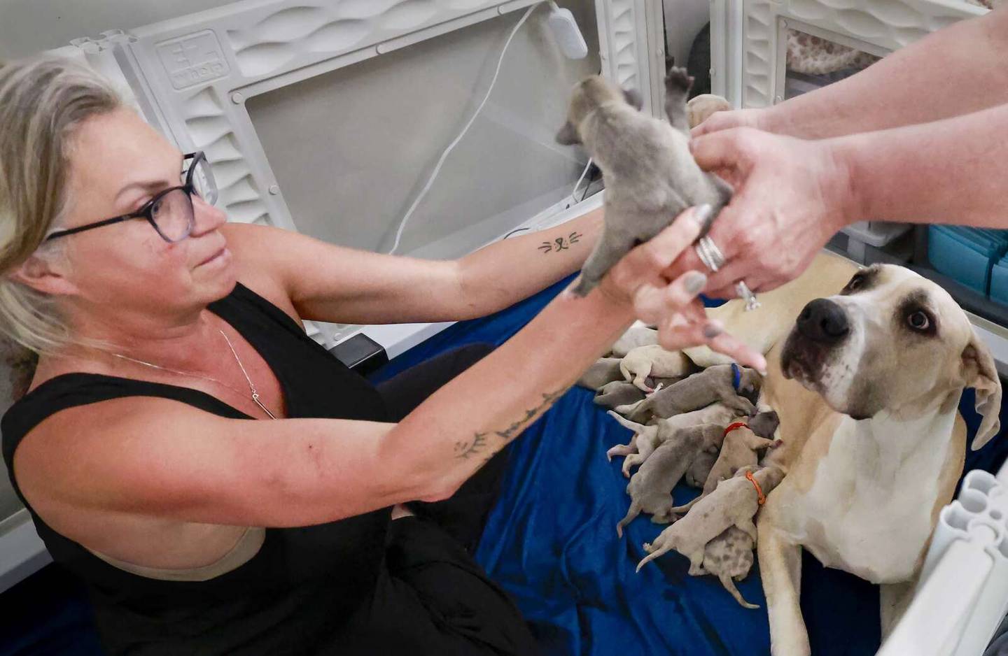 Becky Waltz of Batavia with her Great Dane, Piper, and some of Piper's 19 puppies, born April 21, 2026.