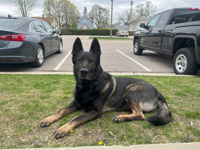 Crystal Lake Police Department K-9 Zeus, a German Shepherd originally from the Czech Republic, died after suffering a medical emergency Saturday.