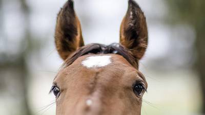 Large animal rescue operations course set June 1 in Princeton