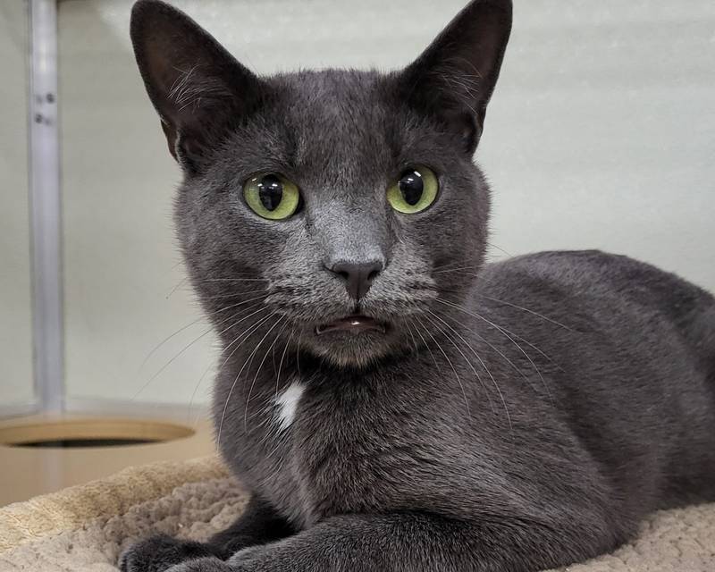 Kenneth Carson is Save-A-Pet's pet of the week for Nov. 28, 2024.