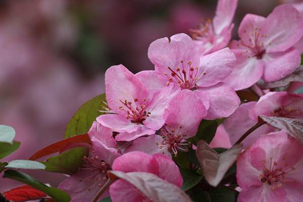 Talk climate change, solutions at upcoming DeKalb library series