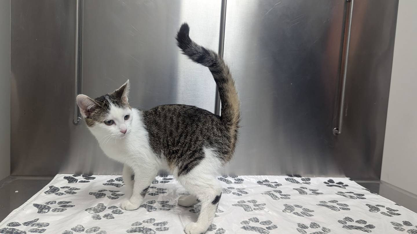VCA Joliet Animal Hospital has approximately 33 kittens that need good homes, including Taffy. Kittens are litter-box trained and have age-appropriate vaccinations.