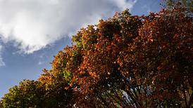 Leaves’ colors just beginning to turn