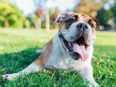 Keep your pets safe during local summer events