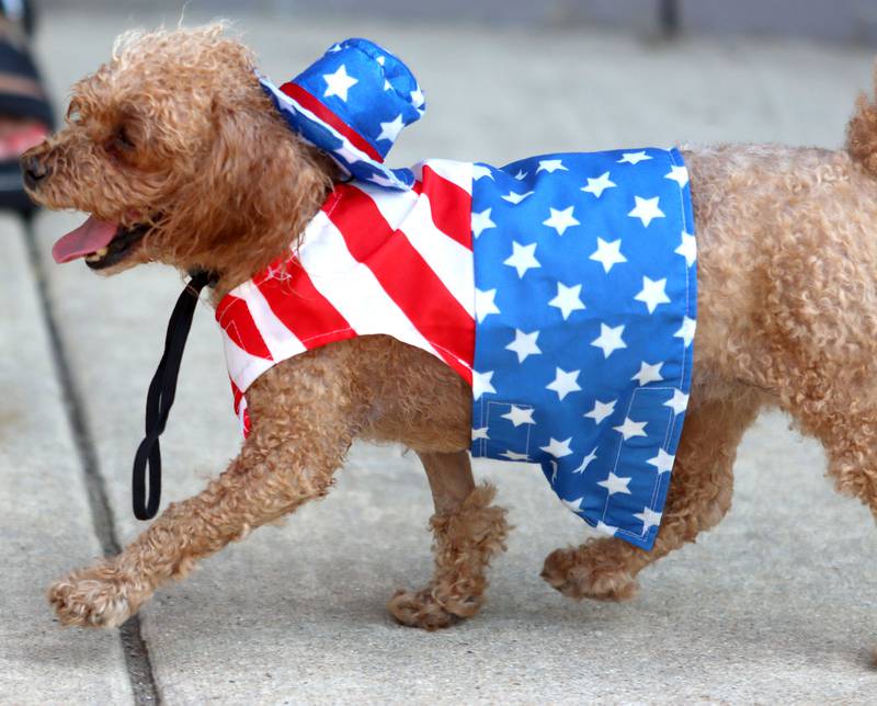 Teddy the toy poodle prances along the sidewalk before the Huntley Independence Day Parade along Main Street in Huntley on Friday, July 4, 2025. Teddy is owned by Tracy Sypura of Huntley.
