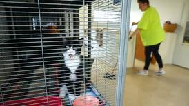 Volunteers needed at Kankakee, Iroquois area animal shelters