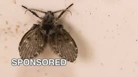 How To Identify, Eliminate, And Prevent Drain Flies