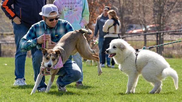 Pack up your pooch and explore these pet-friendly spaces
