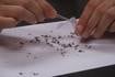 Shaw Local Radio Podcast: Talk-Line with Steve Marco interviews Ashly Whaley on West Nile Virus