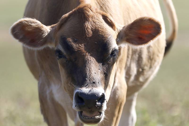 A cow looks up from grazing during a stop on the McHenry County Farm Stroll on Sunday, Sept. 28, 2025  at Hephzibah Farms in Hebron. The farm stroll, a self-guided tour of McHenry County’s family farms, featured farm tours, demonstrations and products for sale at eleven farms.