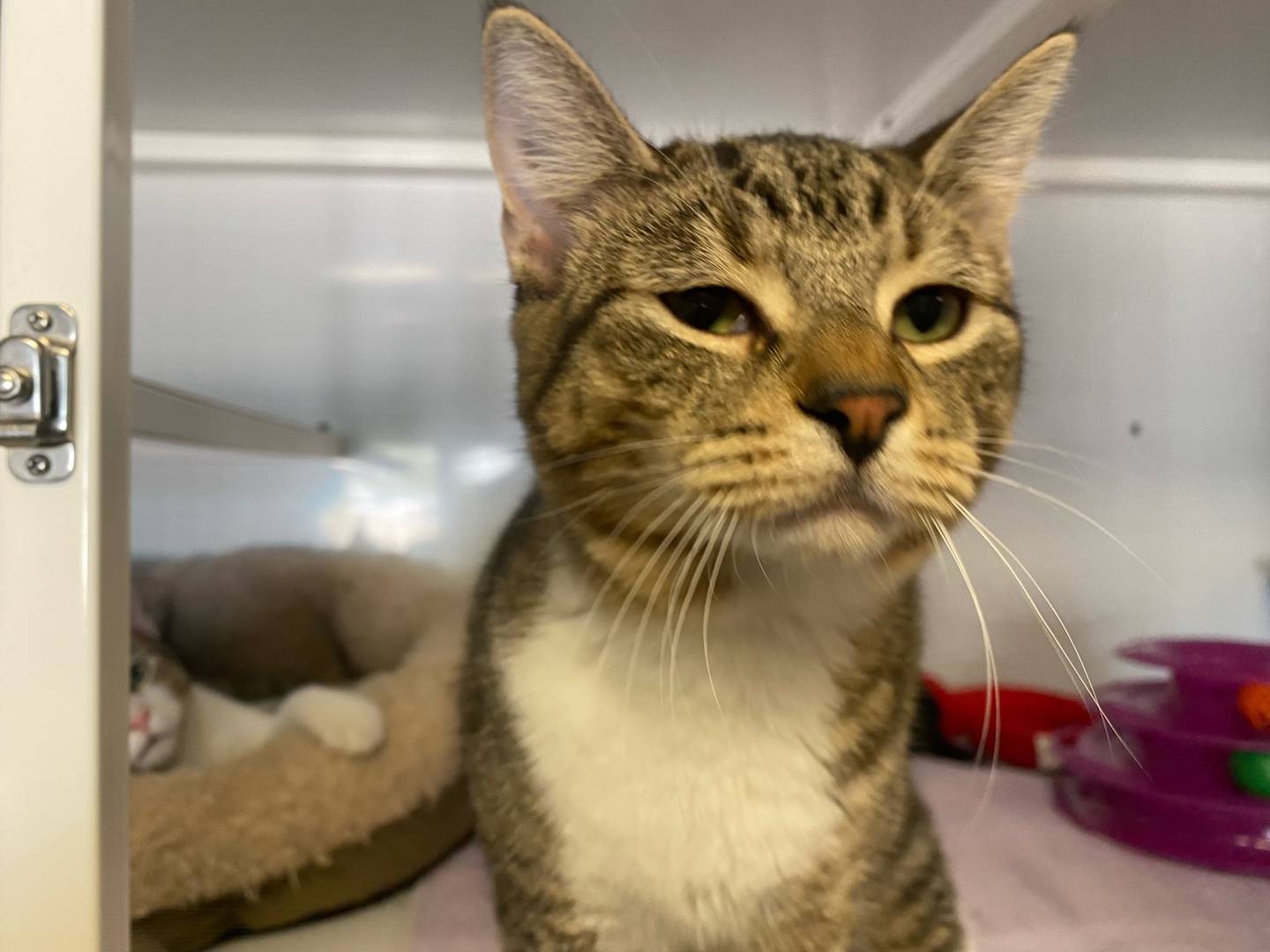 Maynard is a 6-month-old brown tabby. He is energetic and enjoys playing with his toys. Maynard gets along with children and other animals. He would make a great addition to any family.For more information on Maynard, including adoption fees please visit  justanimals.org or call 815-448-2510.
