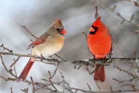 Down the Garden Path: Illinois winters provide unique bird watching opportunities