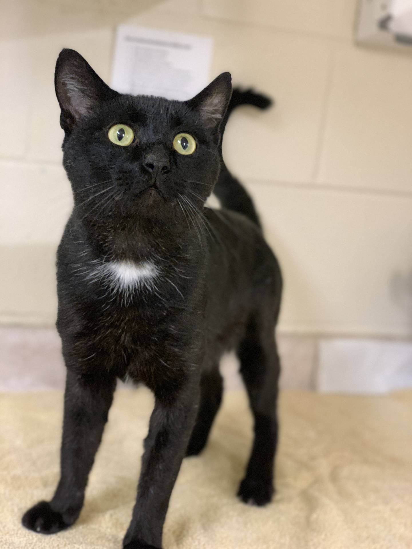 Poncy is a very chatty and gentle 9-year-old cat who is positive for FIV and feline leukemia. He needs a home with no children and no other cats. He is very loving and loves to eat and be petted. To meet Poncy, call Joliet Township Animal Control at 815-725-0333.