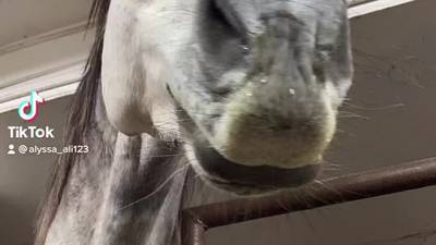 Trout Valley horse Lumos